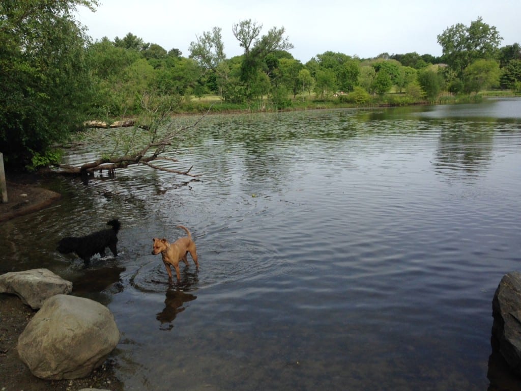 Memorial Day dip for two dogs at Fresh Pond's Little Pond