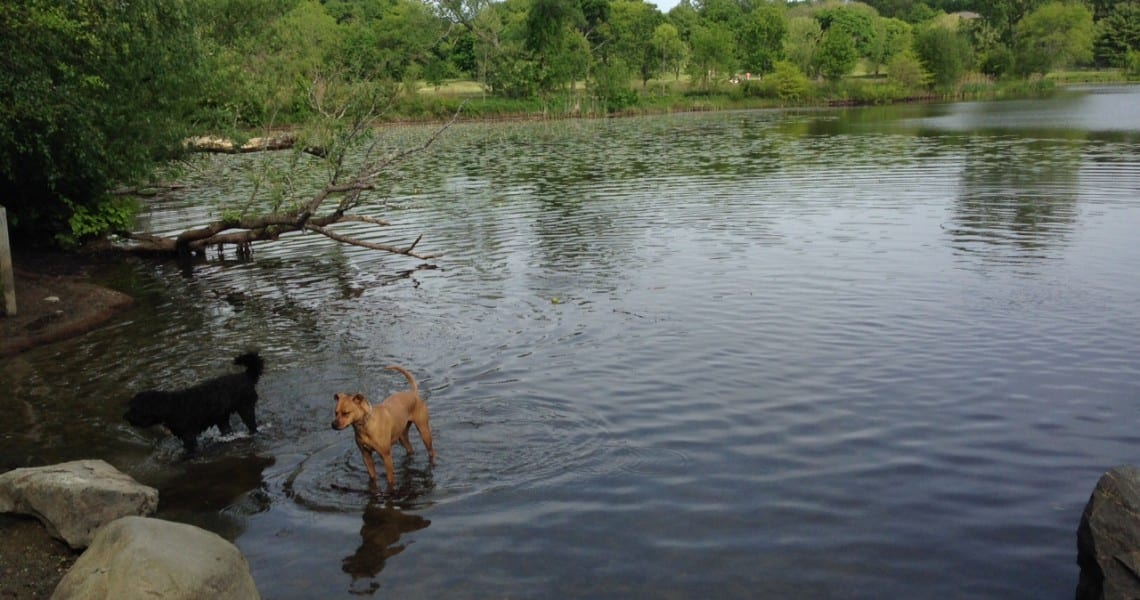 Memorial Day dip for two dogs at Fresh Pond's Little Pond