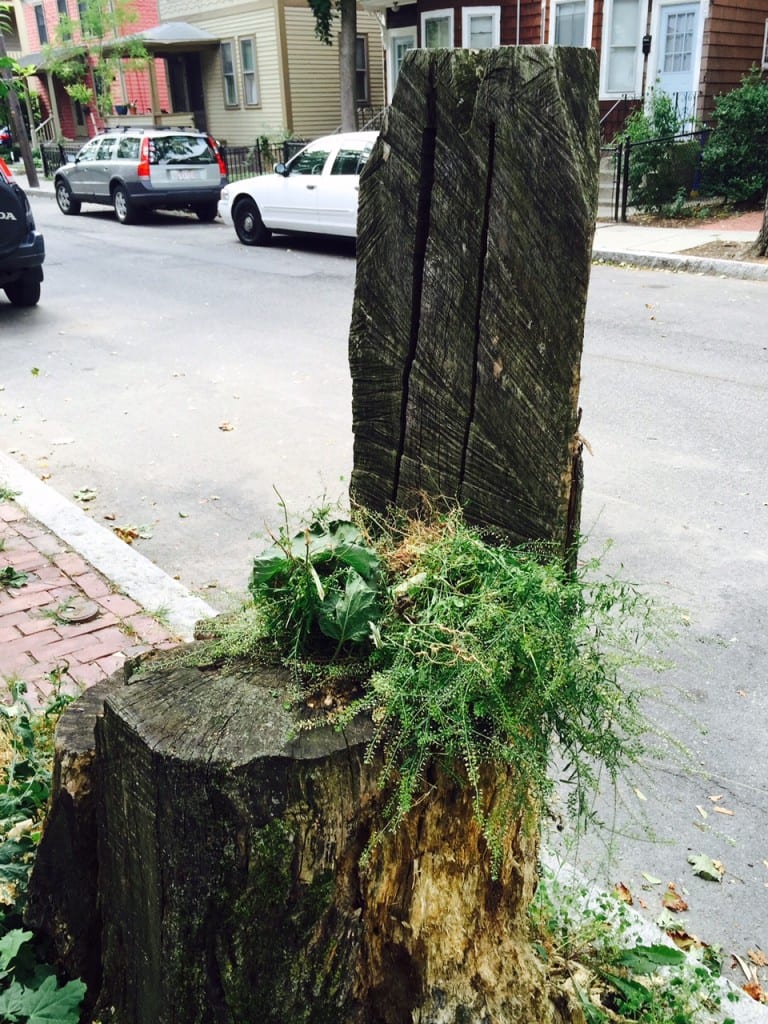 A tree throne on Stearns St